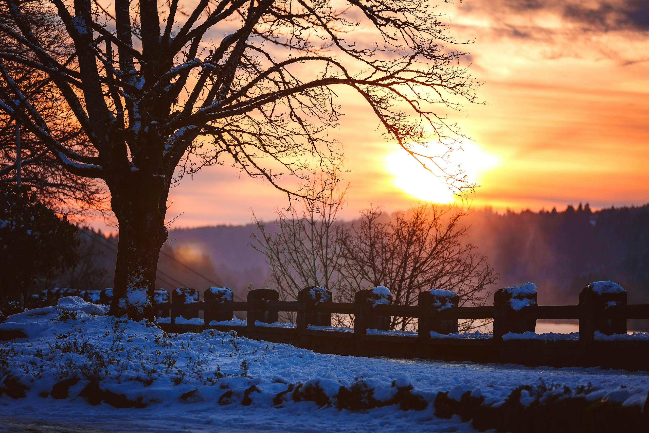Captivating winter sunset with silhouetted trees in an Oregon park.