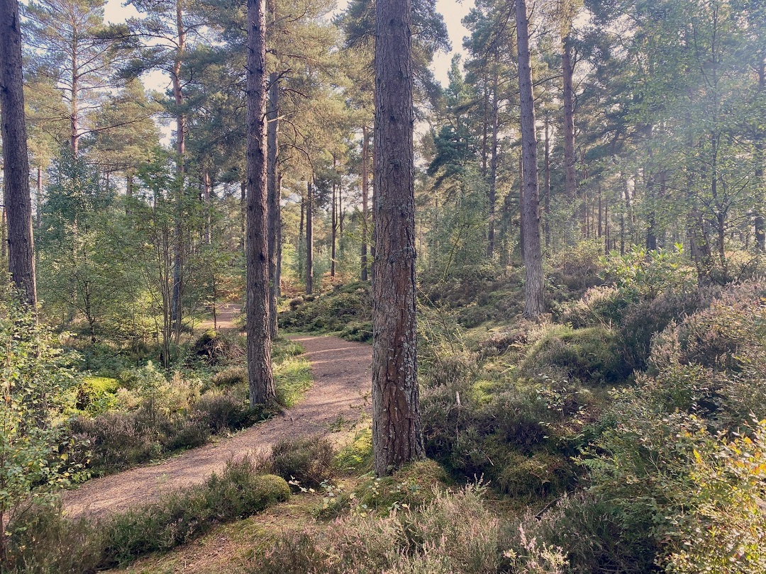 Path through pine tree wood with sun filtering through trees, at Devilla Forest, Fife