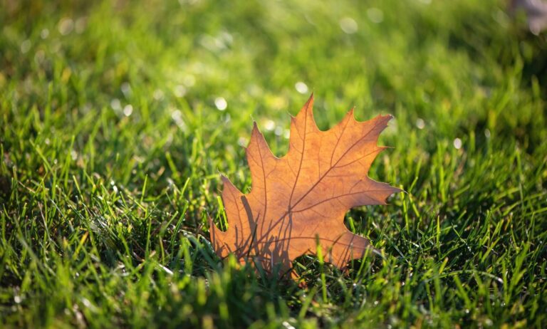 Leaf fallen on grass. Have a mindful autumn