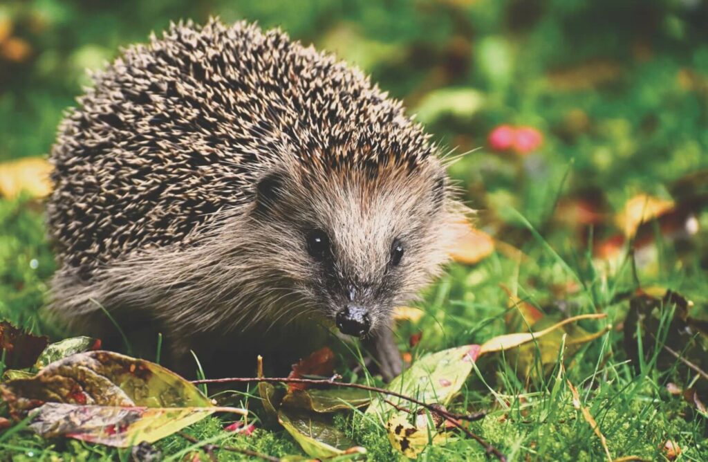Hedgehog in Autumn