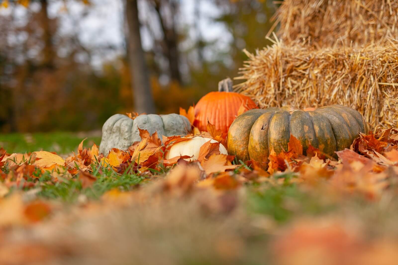 Pumpkins in a field beside a haybale in October